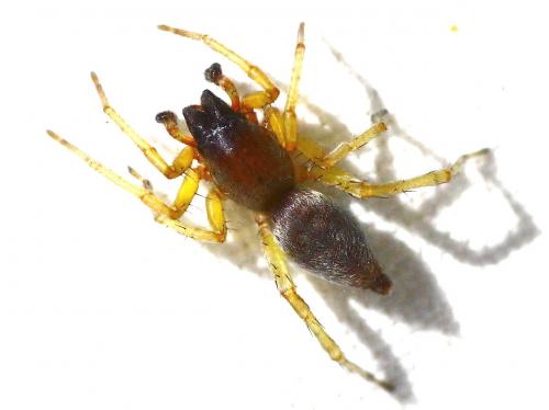 Clubiona brevipes
